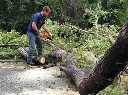 How Our Tree Care Process Works  in  Pleasant Grove, OH