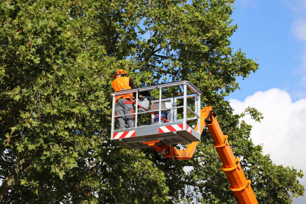 Best Tree Disease Treatment  in Pleasant Grove, OH