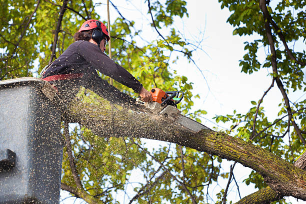 Best Hedge Trimming  in Pleasant Grove, OH